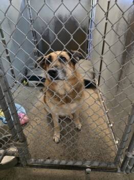 Rescue German Shepherd Dog and Mixed Breed Dogs for Adoption in Roseville, California - Paisley | PetCurious