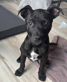 Chai -  Labrador Retriever and Pit Bull Terrier Dog for Adoption in Evergreen, Colorado - Chai | PetCurious