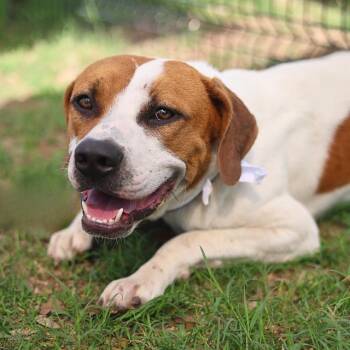 American Staffordshire Terrier Dogs Available for Adoption in San Antonio, Texas - BUCKEY | PetCurious