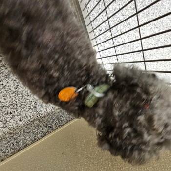 Midnight -  Miniature Poodle Dog for Adoption in Madisonville, Tennessee - Midnight | PetCurious