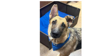 Rescue German Shepherd Dog Dogs for Adoption in Dallas, Texas - Laika (CP) | PetCurious