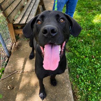 Rummy -  Great Dane and Labrador Retriever Dog for Adoption - Rummy | PetCurious