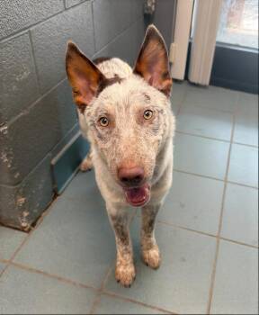 Scuba Steve -  Mixed Breed Dog for Adoption in Nashville, Tennessee - Scuba Steve | PetCurious