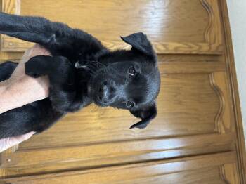 Laine -  Shepherd Dog for Adoption in Lincoln, California - Laine | PetCurious