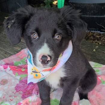 Katie -  Border Collie Dog for Adoption in Woolwich, Maine - Katie | PetCurious