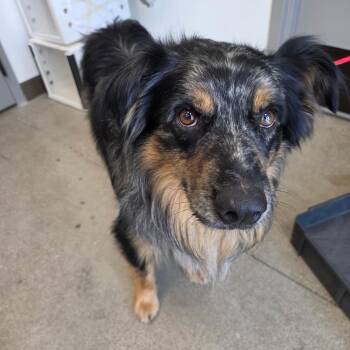 Merle -  Australian Shepherd Dog for Adoption in Sand Springs, Oklahoma - Merle | PetCurious