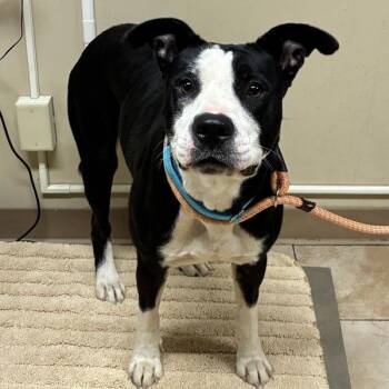 Mama -  American Staffordshire Terrier Dog for Adoption in Troutdale, Oregon - Mama | PetCurious