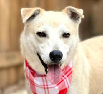 Rescue Yellow Labrador Retriever and Shepherd Dogs for Adoption in Hondo, Texas - Tito - From Wounds To Wags! His Neck And Heart Have Finally Heal | PetCurious