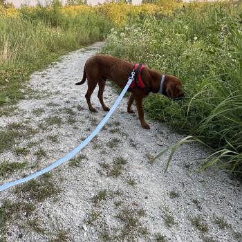 Bradley -  Mixed Breed Dog for Adoption in Homewood, Illinois - Bradley | PetCurious