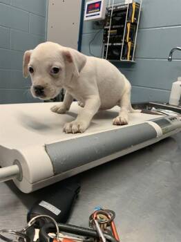 Pit Bull Terrier and Mixed Breed Dogs Available for Adoption in Corpus Christi, Texas - LIMA | PetCurious