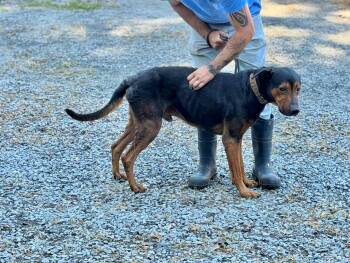 Kujo -  Rottweiler Dog for Adoption in Elizabethtown, North Carolina - Kujo | PetCurious