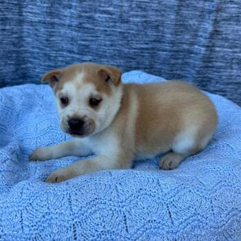 Chow Chow Dogs Available for Adoption - Halo | PetCurious