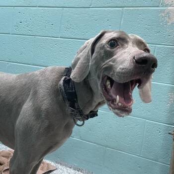 Weimaraner Dogs Available for Adoption - Cesear | PetCurious