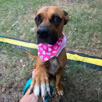 Mildred -  Boxer and Black Mouth Cur Dog for Adoption in Austin, Texas - Mildred | PetCurious