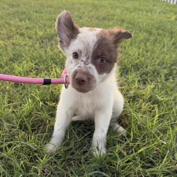 Hazel -  Australian Cattle Dog Blue Heeler and Great Pyrenees Dog for Adoption in Harlingen, Texas - Hazel | PetCurious