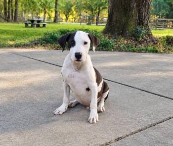 Bando -  Mixed Breed Dog for Adoption in Mobile, Alabama - Bando | PetCurious