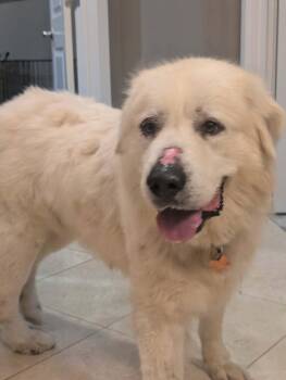 Goliath -  Great Pyrenees Dog for Adoption in Newport, New Hampshire - Goliath | PetCurious