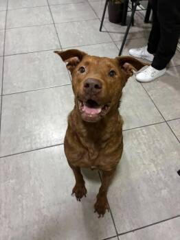 TOFFEE -  Labrador Retriever and Staffordshire Bull Terrier Dog for Adoption in Langley Township, British Columbia - TOFFEE | PetCurious