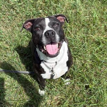 Selena -  Pit Bull Terrier Dog for Adoption in Columbia, Missouri - Selena | PetCurious