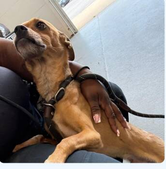 Benny -  Chihuahua Dog for Adoption in Plainfield, Illinois - Benny | PetCurious
