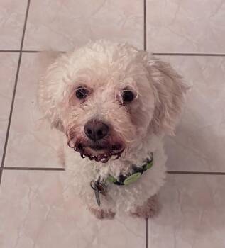 Elio -  Poodle Dog for Adoption in Osteen, Florida - Elio | PetCurious