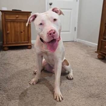 Rescue Pit Bull Terrier and American Staffordshire Terrier Dogs for Adoption in Fredericksburg, Virginia - Mack | PetCurious