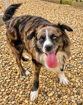 Paxie -  Australian Shepherd Dog for Adoption in Manchester, Connecticut - Paxie | PetCurious