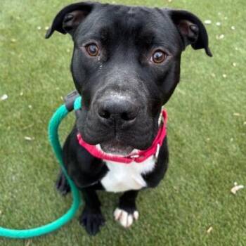 Bando -  Mixed Breed Dog for Adoption in Philadelphia, Pennsylvania - Bando | PetCurious