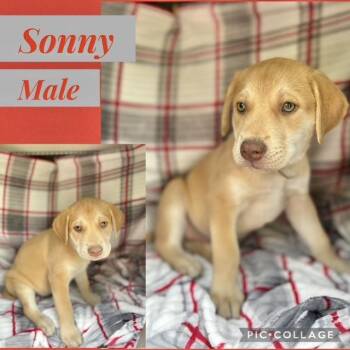 Labrador Retriever Dogs Available for Adoption in Manchester, Connecticut - Sonny | PetCurious