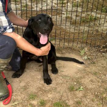 FINN HOPE -  Belgian Shepherd Malinois Dog for Adoption in Locust Fork, Alabama - FINN HOPE | PetCurious