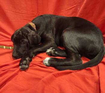 Great Dane and Cane Corso Dogs Available for Adoption in Baton Rouge, Louisiana - Growlithe  | PetCurious