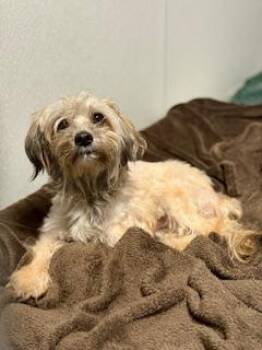 Rescue Shih Tzu and Terrier Dogs for Adoption in Winter Haven, Florida - Louie | PetCurious