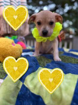 Miss Lemon -  German Shepherd Dog and Labrador Retriever Dog for Adoption - Miss Lemon | PetCurious
