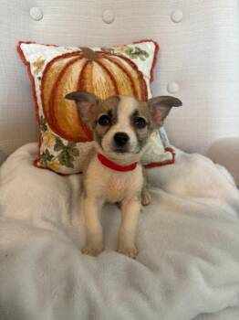 Dessert Litter - Funfetti -  Chihuahua Dog for Adoption in Aurora, Colorado - Dessert Litter - Funfetti | PetCurious