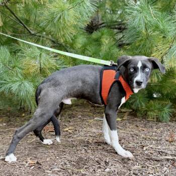 Biscuit -  Hound and Mixed Breed Dog for Adoption in East Hampton, New York - Biscuit | PetCurious