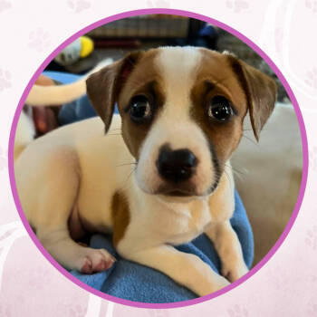 Rescue Mixed Breed Dogs for Adoption in Toms River, New Jersey - Vanilla Waggin Bean | PetCurious