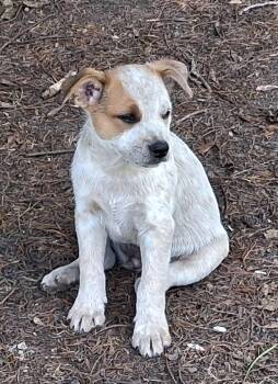 Sammy -  Australian Cattle Dog Blue Heeler Dog for Adoption in Lakewood Ranch, Florida - Sammy | PetCurious