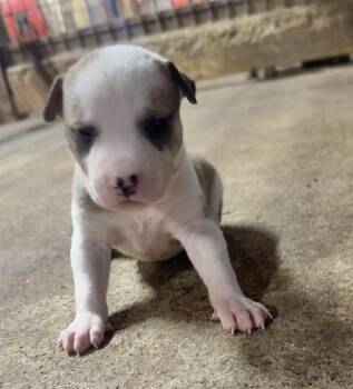 Rescue Pit Bull Terrier and Husky Dogs for Adoption in Erin, Tennessee - Oscar | PetCurious