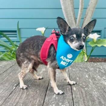 Chihuahua Dogs Available for Adoption - Poppy Seed | PetCurious