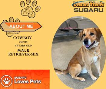 Rescue Golden Retriever Dogs for Adoption in Randleman, North Carolina - Cowboy | PetCurious