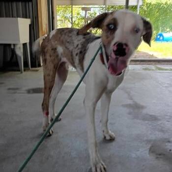 RHETT 26-07-184 -  Catahoula Leopard Dog and Hound Dog for Adoption in Bastrop, Texas - RHETT 26-07-184 | PetCurious