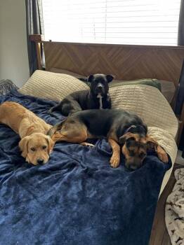 Rosie -  Mixed Breed and German Shepherd Dog Dog for Adoption in Austin, Texas - Rosie | PetCurious