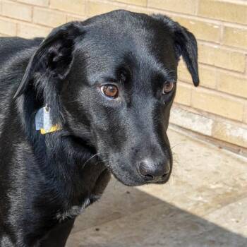 WEENY -  Labrador Retriever and Mixed Breed Dog for Adoption in St. Louis, Missouri - WEENY | PetCurious