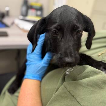 Jolene -  Mixed Breed Dog for Adoption in Columbiana, Alabama - Jolene | PetCurious