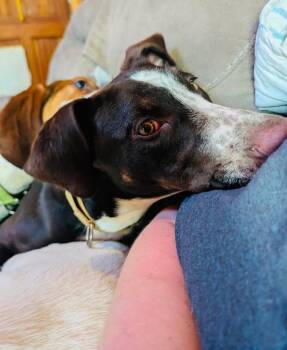 Oreo -  Mixed Breed Dog for Adoption in Brooks, Maine - Oreo | PetCurious