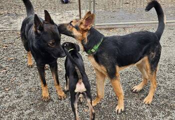 Dexter -  German Shepherd Dog Dog for Adoption in Fulton, California - Dexter | PetCurious