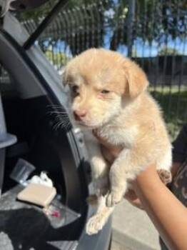 A378347 -  German Shepherd Dog Dog for Adoption in Stockton, California - A378347 | PetCurious