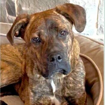 Cane Corso and Boxer Dogs Available for Adoption - Sophie | PetCurious