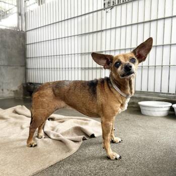 Concha -  Chihuahua Dog for Adoption in Ramona, California - Concha | PetCurious