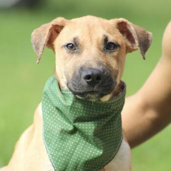 Tanque Verde -  Mixed Breed Dog for Adoption in Columbia, South Carolina - Tanque Verde | PetCurious